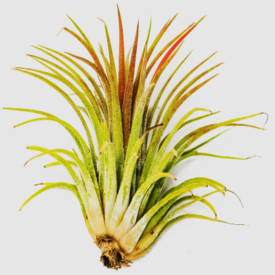 Air Plants Tillandsias