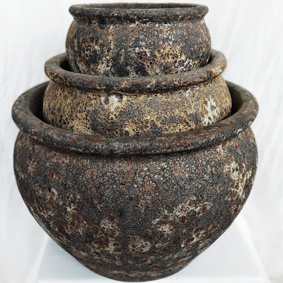 Air Plants Tillandsias