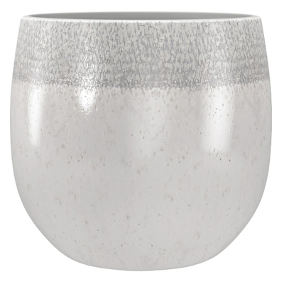 Air Plants Tillandsias