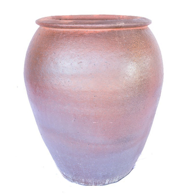 Air Plants Tillandsias