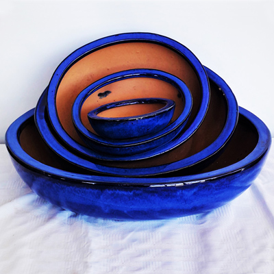 Air Plants Tillandsias