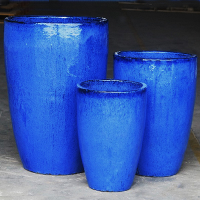 Air Plants Tillandsias