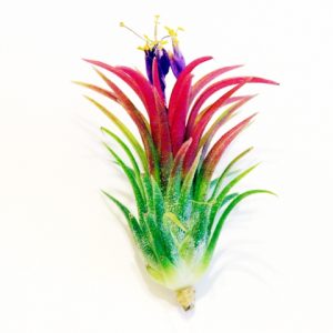 Air Plants Tillandsias