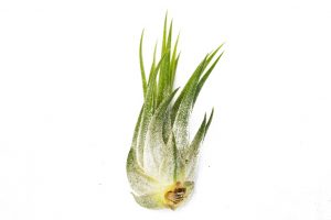Air Plants Tillandsias