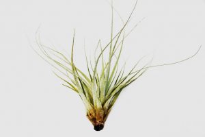 Air Plants Tillandsias