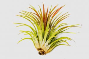 Air Plants Tillandsias