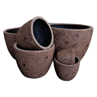 Air Plants Tillandsias