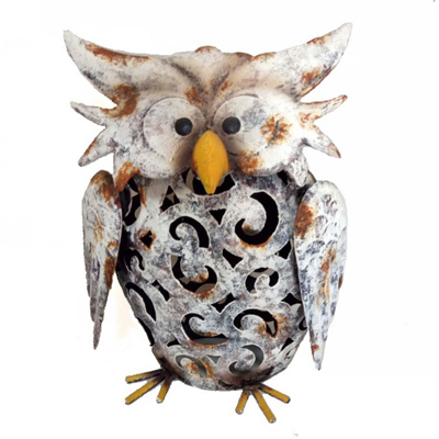 Air Plants Tillandsias