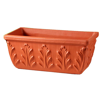 Air Plants Tillandsias