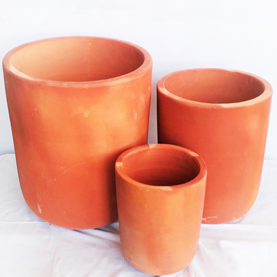 Air Plants Tillandsias